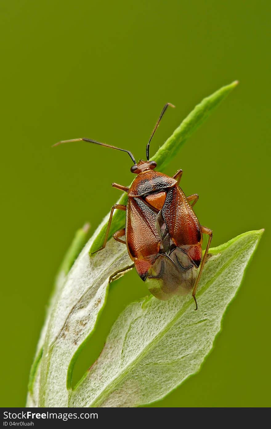 Grass bug Deraeocoris ruber on a leaf. Grass bug Deraeocoris ruber on a leaf.