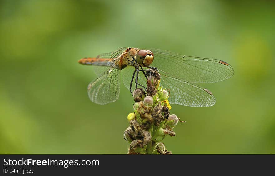 Dragonfly sitting on a top of Mullein flower. Dragonfly sitting on a top of Mullein flower.