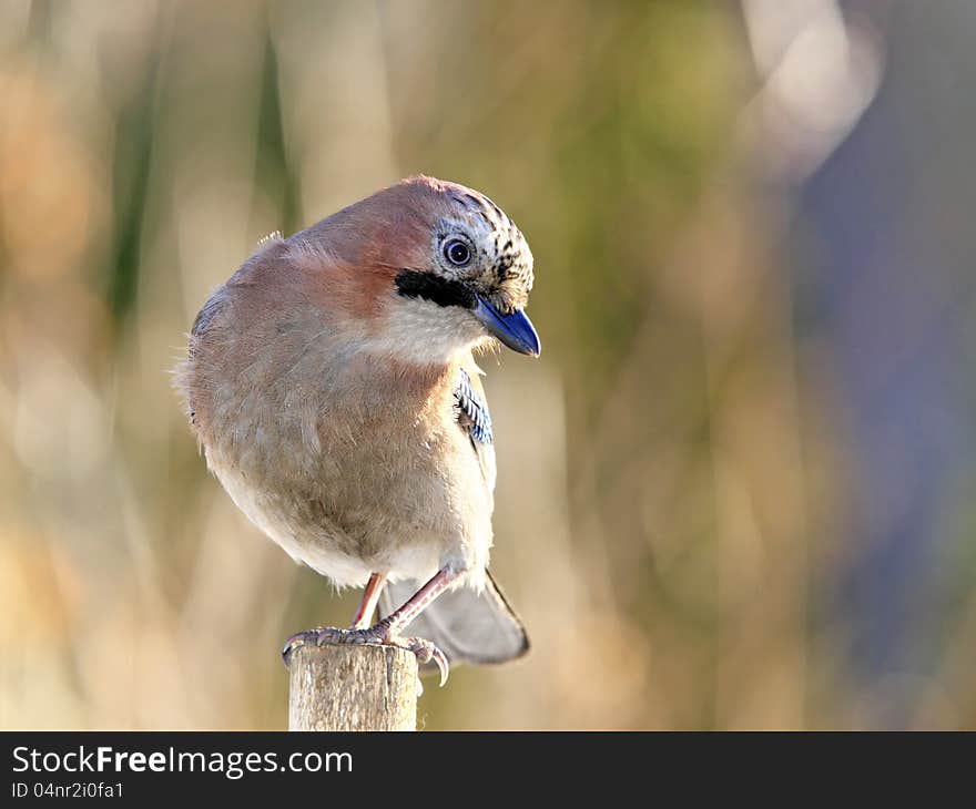 Jay on peg