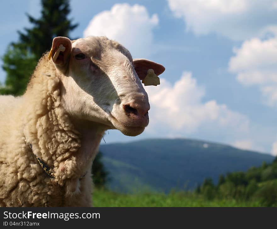 East Friesian sheep