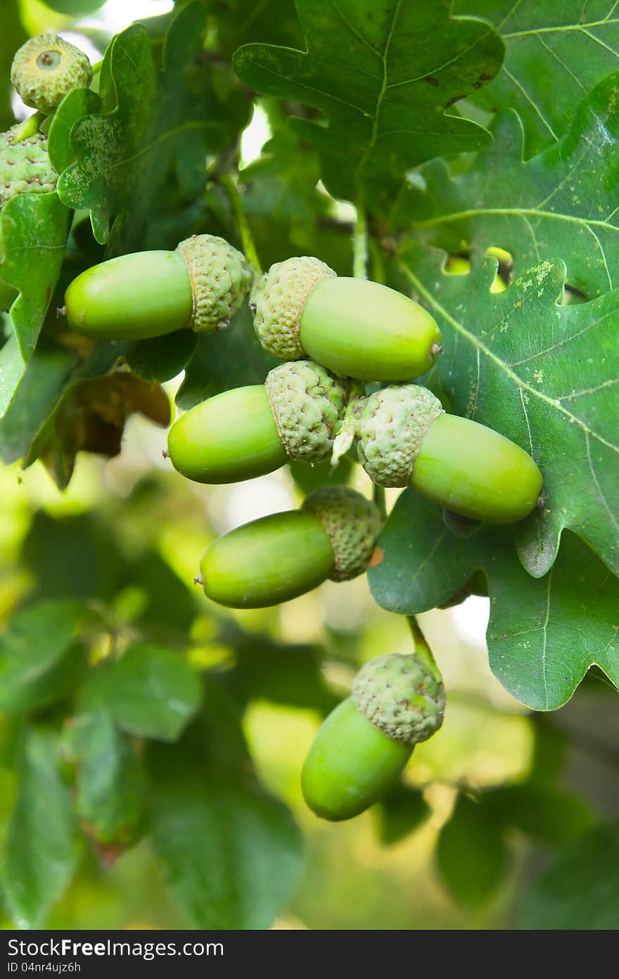 Green oak leaves and acorns