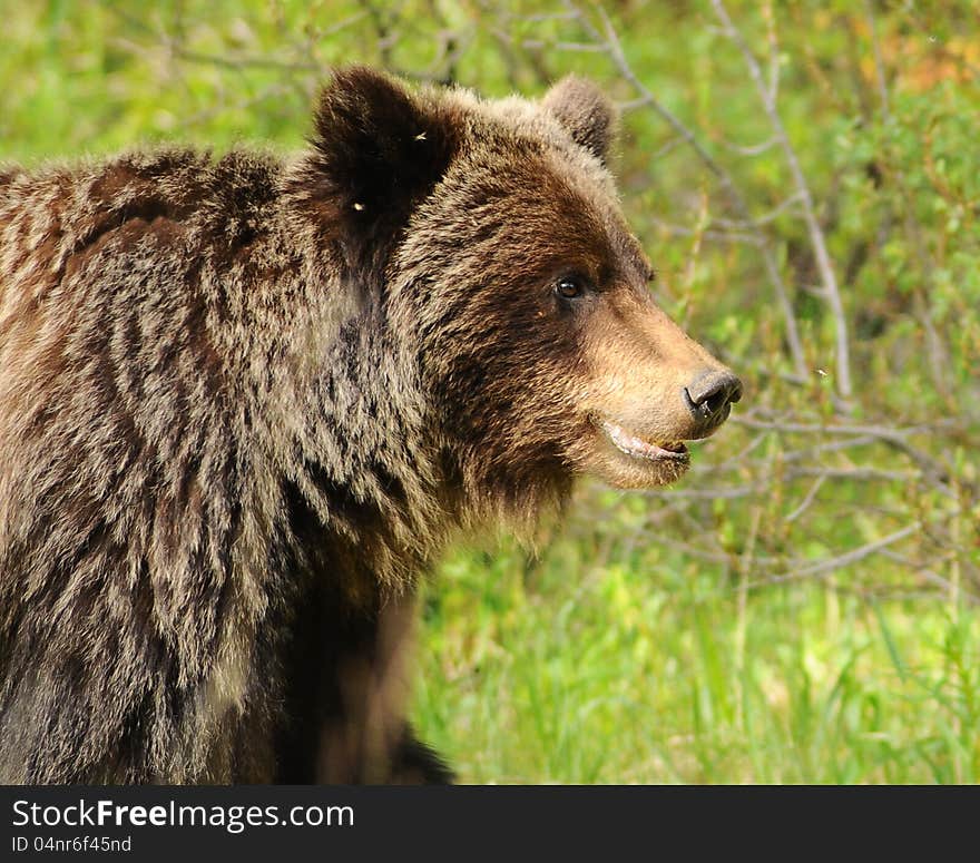 A Grizzly bear seems to smile for tourists taking photos. A Grizzly bear seems to smile for tourists taking photos.