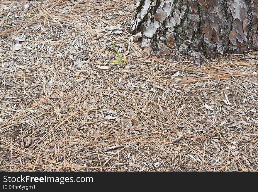 Pine needles on ground surrounding the base of a pine tree in Florida. Pine needles on ground surrounding the base of a pine tree in Florida