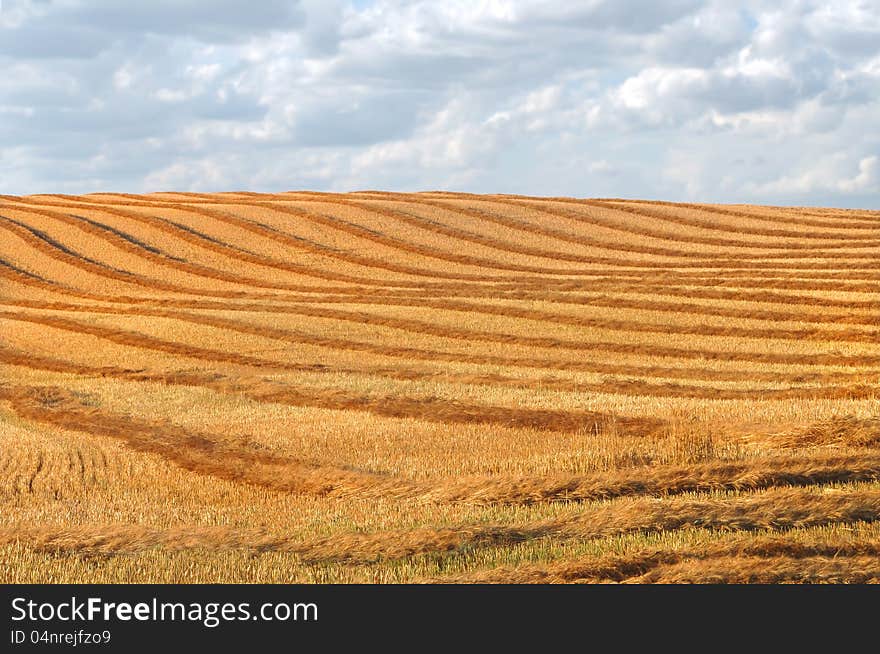 Harvest swathing in a prairie field