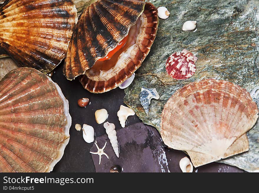 Various seashells on wet sea stones. Open scallop. Macro. Selective focus. Various seashells on wet sea stones. Open scallop. Macro. Selective focus