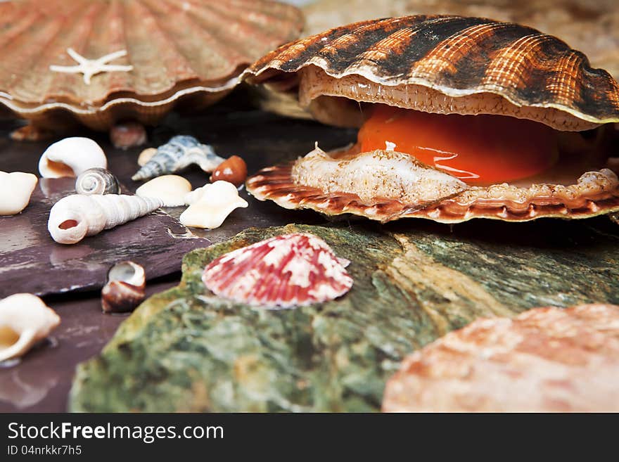 Various seashells on wet sea stones. Open scallop. Macro. Selective focus. Various seashells on wet sea stones. Open scallop. Macro. Selective focus