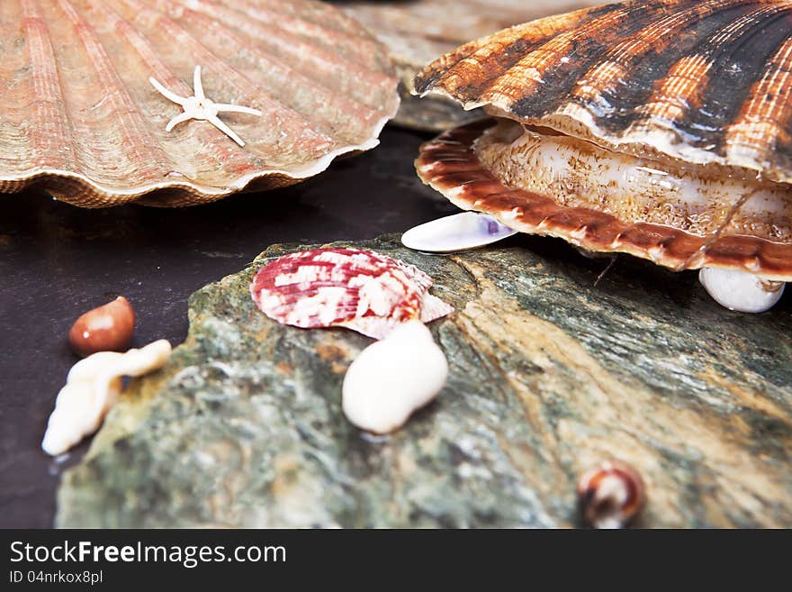 Alive scallops on wet sea stones. Ajar scallop. Macro. Selective focus. Alive scallops on wet sea stones. Ajar scallop. Macro. Selective focus