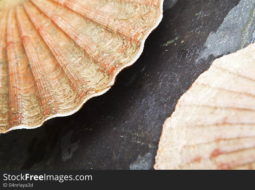 Scallop shells closeup