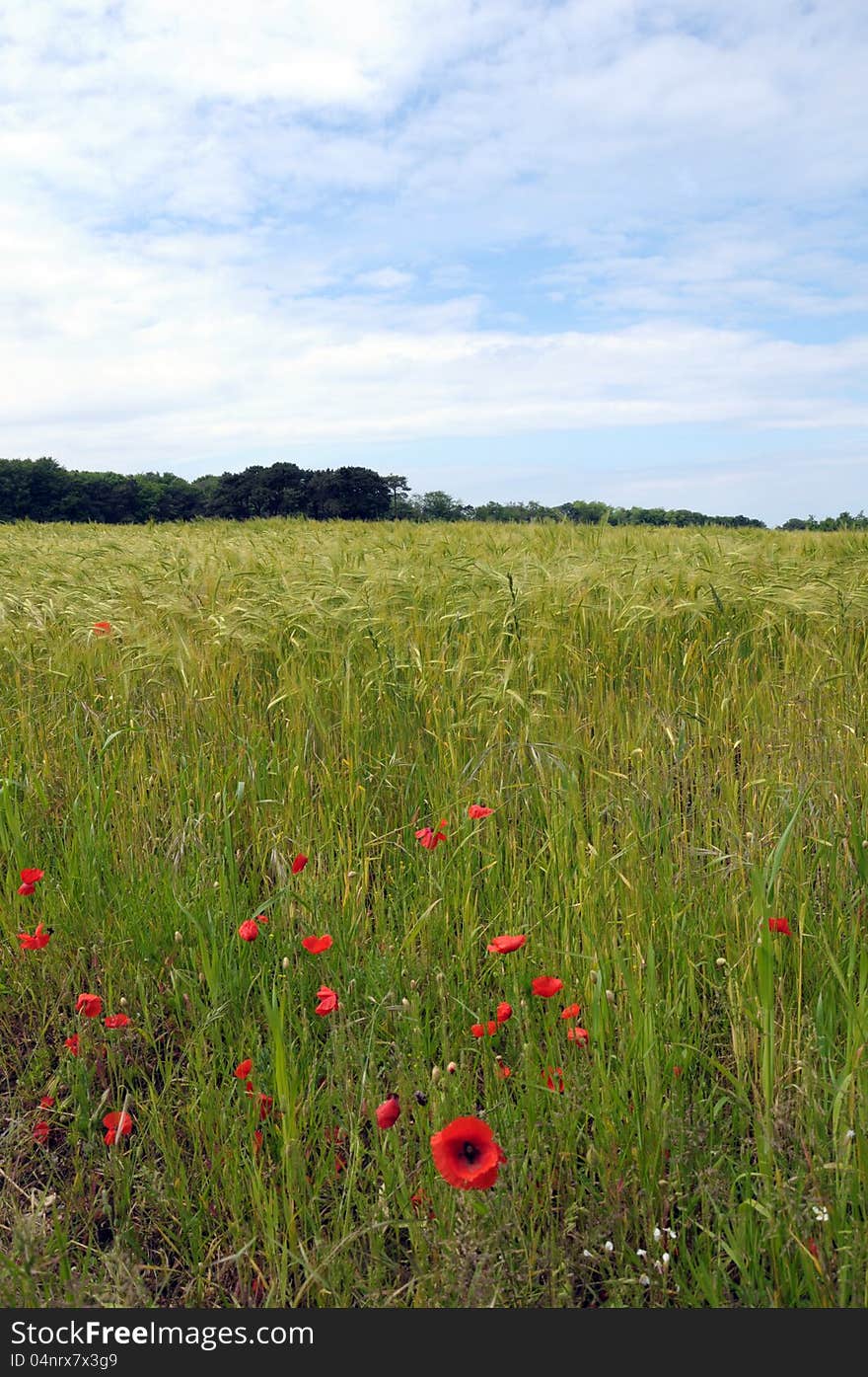 Poppies in field, Blakeney