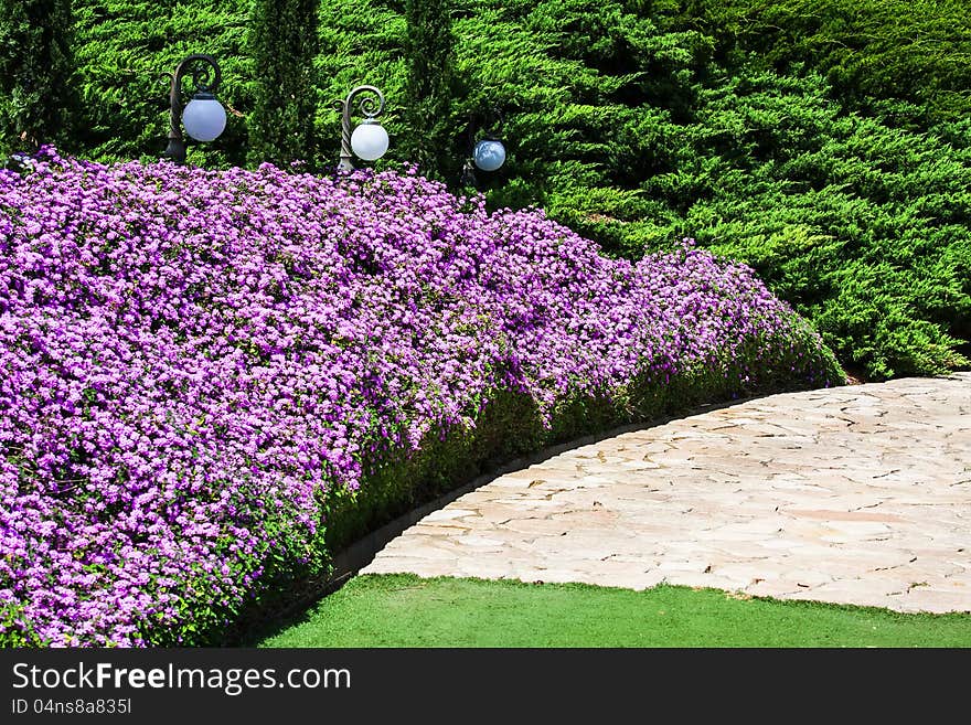 Pink flower field in park