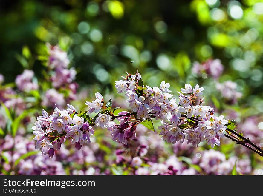 Blossoming of flowers in spring time