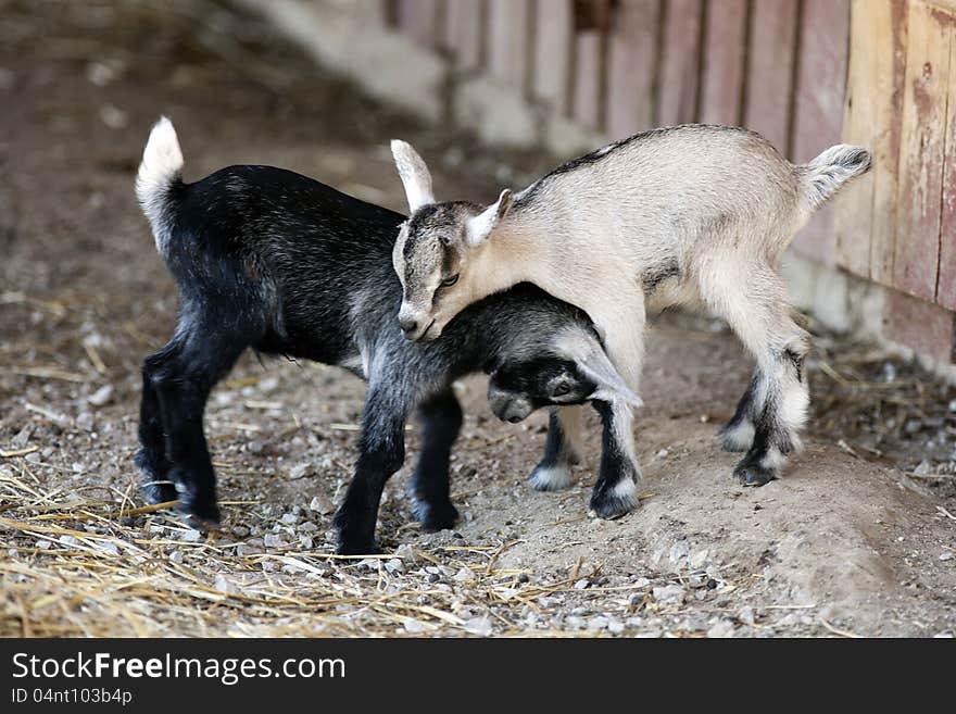 Two young goats at play. Two young goats at play