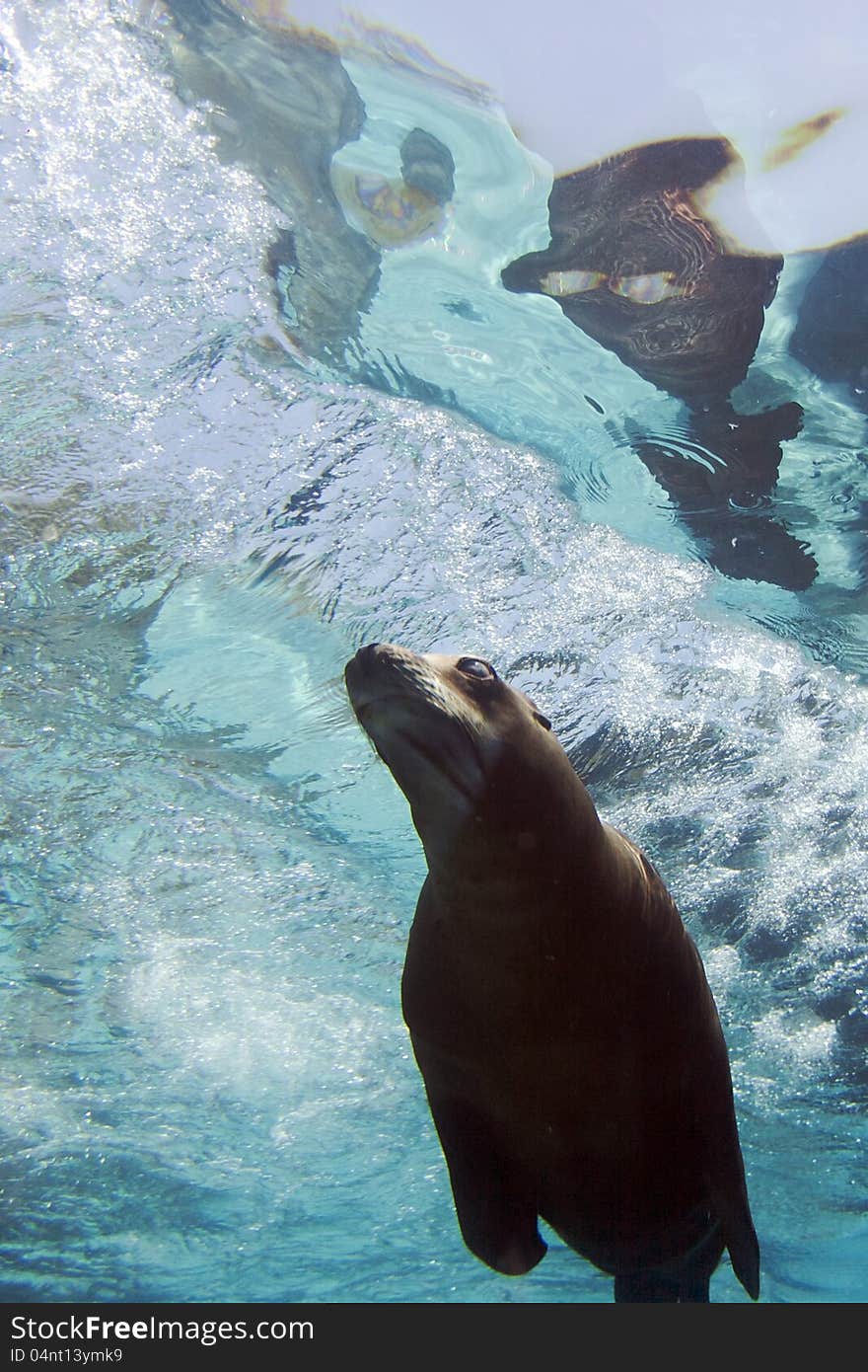 Sea lion swims underwater near the surface