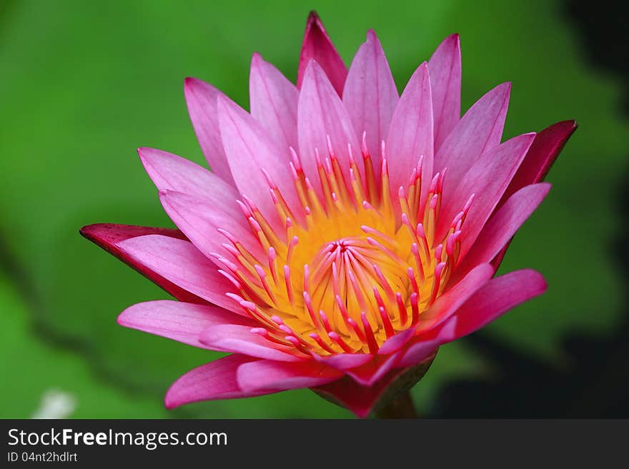 A blooming tropical waterlily in a pond. A blooming tropical waterlily in a pond