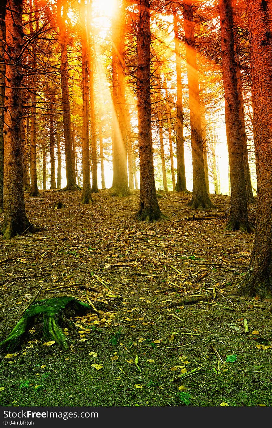 Sunbeam Into The Natural Park