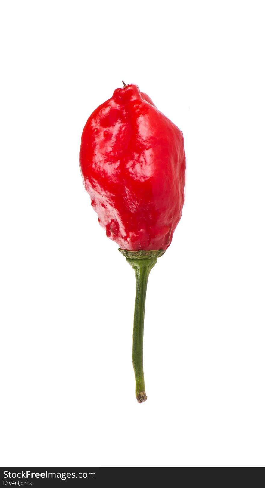 World hottest Bhut Jolokia chili pepper or the Naga Morich. World hottest Bhut Jolokia chili pepper or the Naga Morich