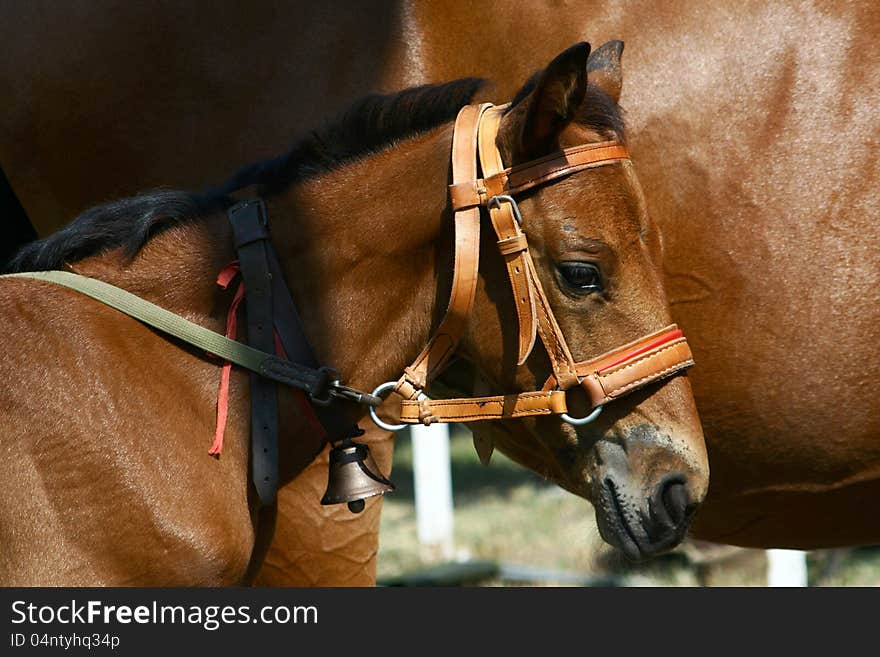 Few weeks old little horse &x28;foal, colt&x29; with bell