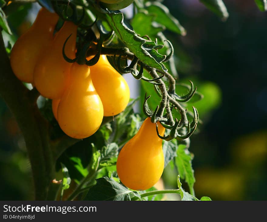 Growing Yellow Pear Tomatoes In Afternoon Light