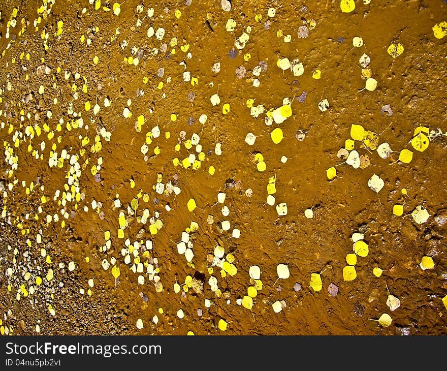 Bright yellow aspen leaves float in stream Colorado USA in Autumn. Bright yellow aspen leaves float in stream Colorado USA in Autumn