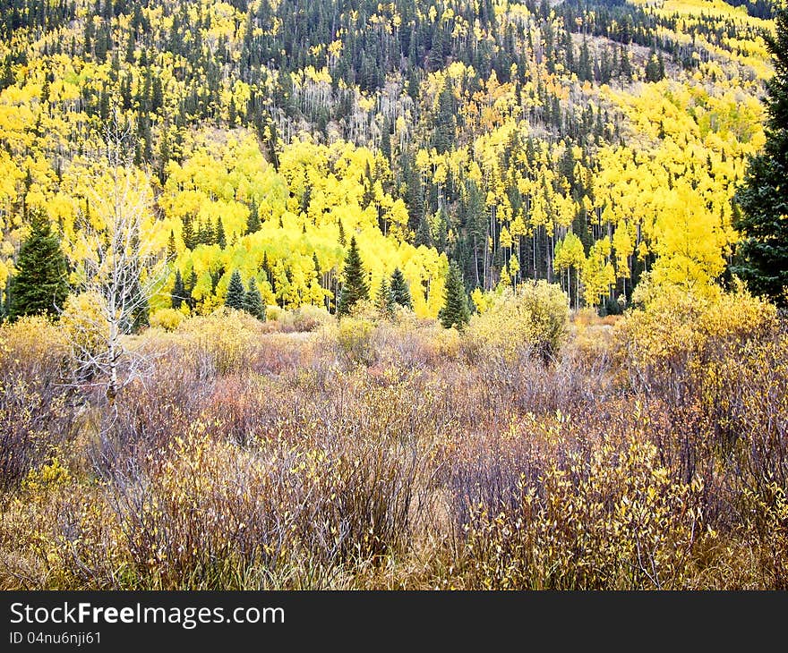 Colorado aspens and evergreens in Autumn