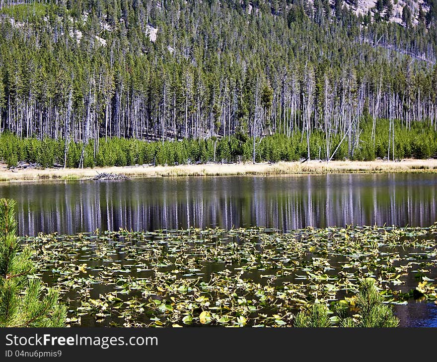 Reflections on lily pond in Yellowstone