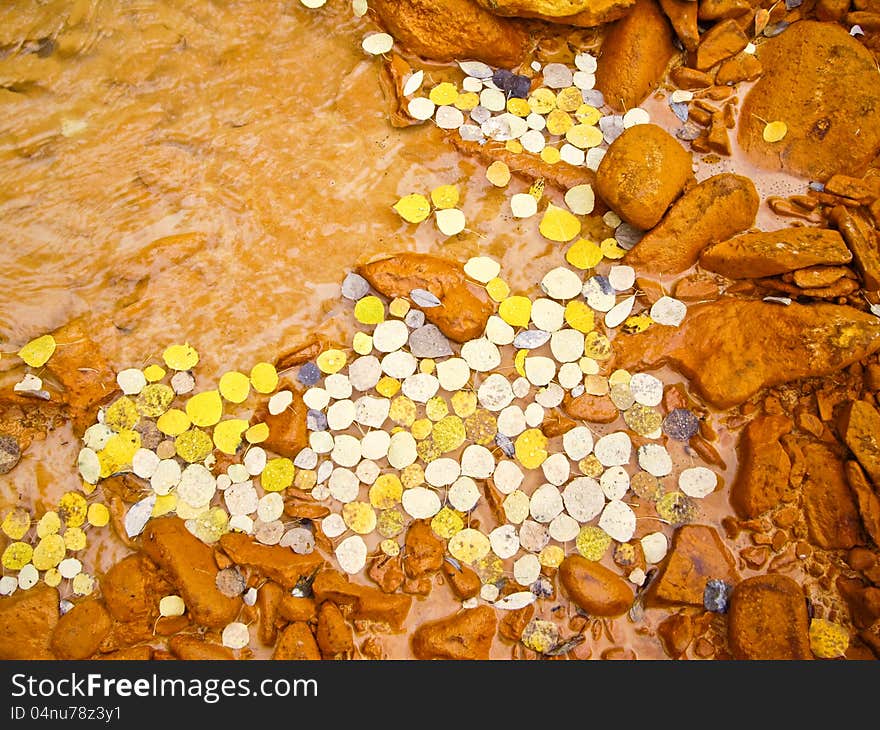 Yellow aspen leaves float in muddy river