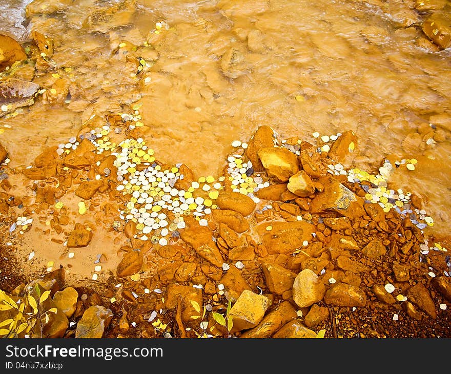 Aspen leaves float in muddy mountain stream in Fall in Colorado. Aspen leaves float in muddy mountain stream in Fall in Colorado