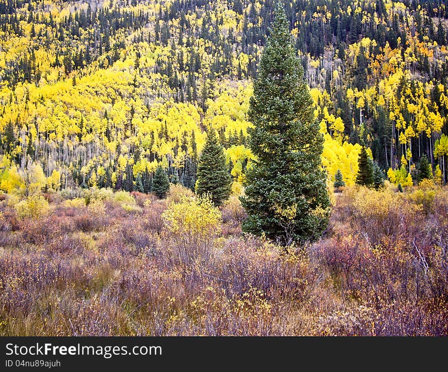 Bright yellow aspens in Fall Colorado USA