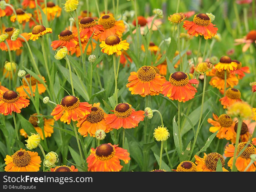 Rudbeckia