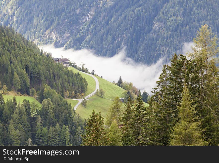 Alp forest landscape