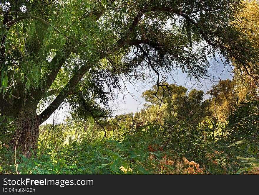 Photo of the tree below the sun