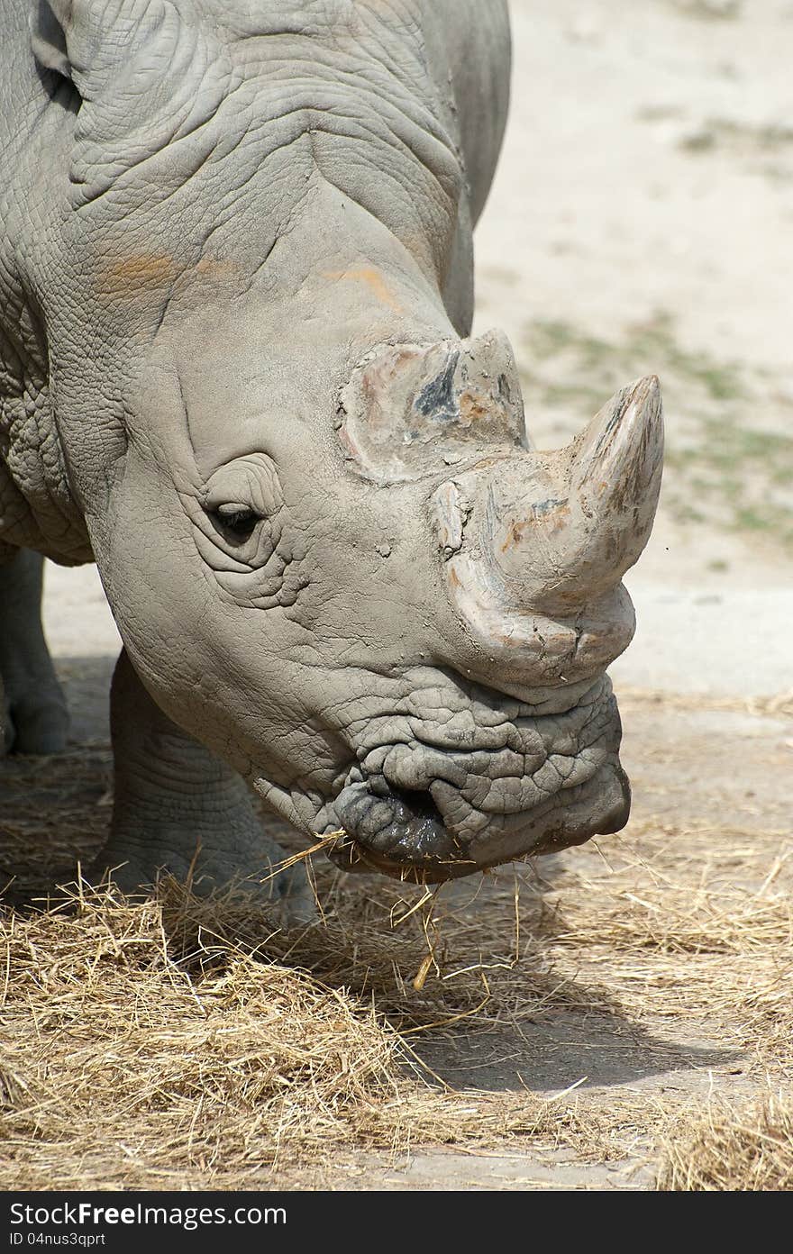 Great White rhinoceros head - profile