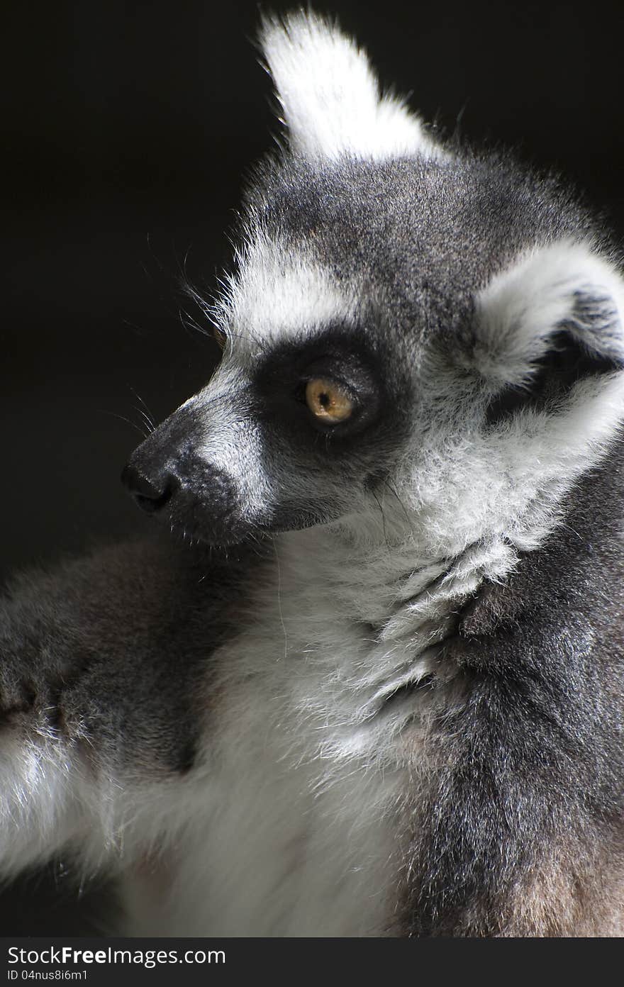 Ring-tailed Lemur catta