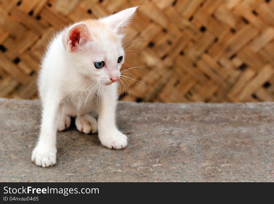 Beautiful white colored young kitten staring at a distant insect. Scientifically called Felis catus, this animal is good friend of man and helps catch pests. These mammals are primarily nocturnal.