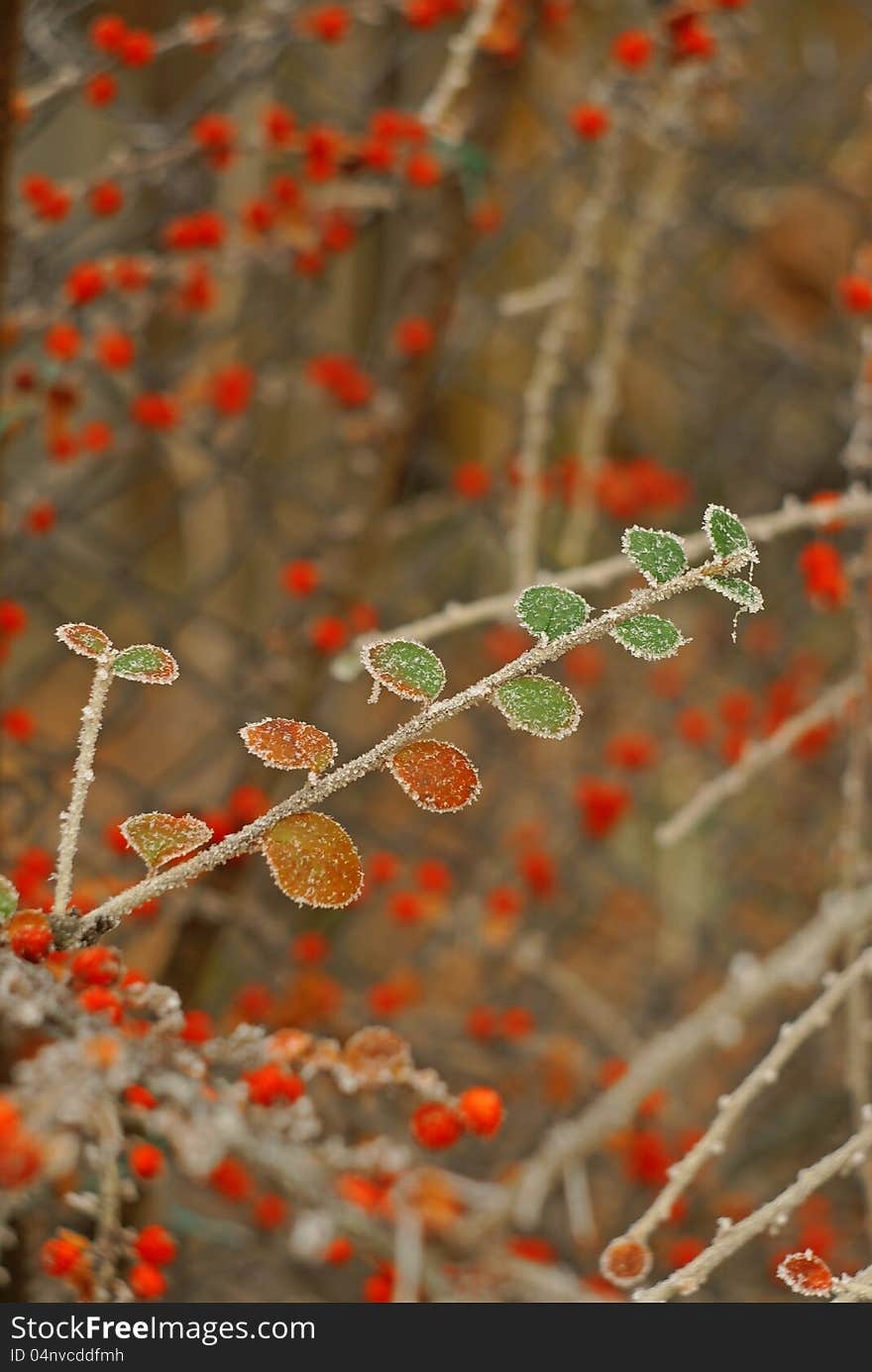 Twig with small frozen leaves