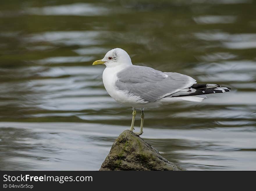 The gull sitting on rock