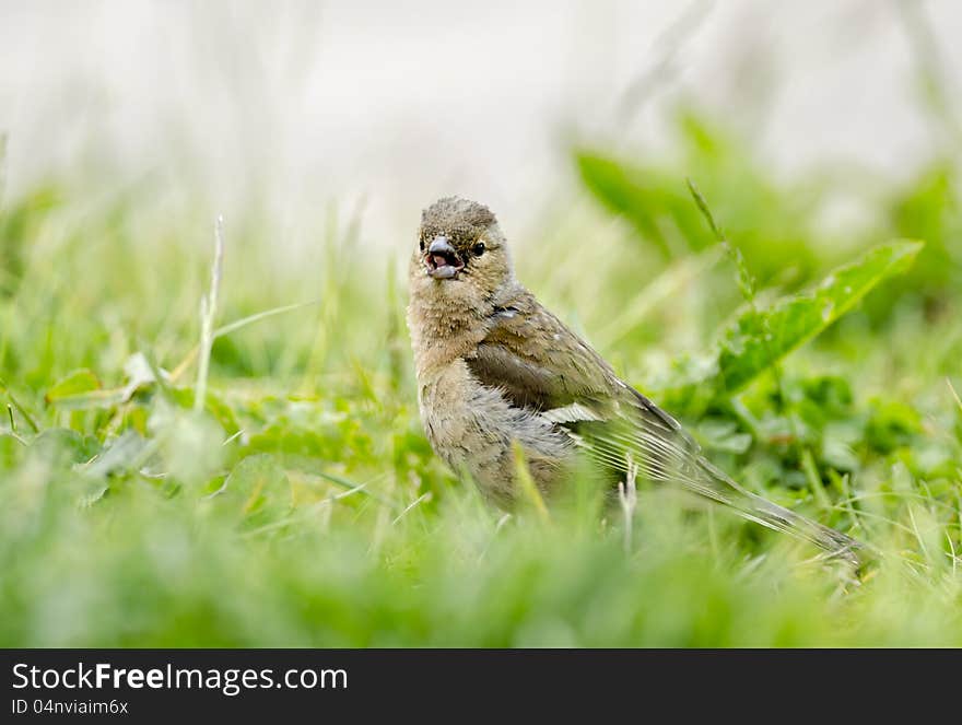 Small sparrow is watching photographer