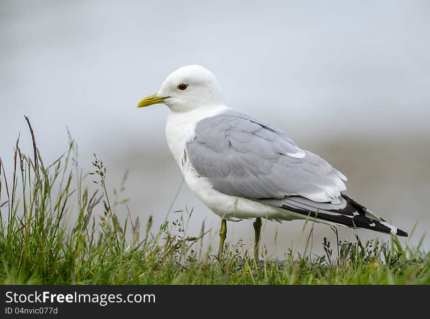 White gull with nice backround