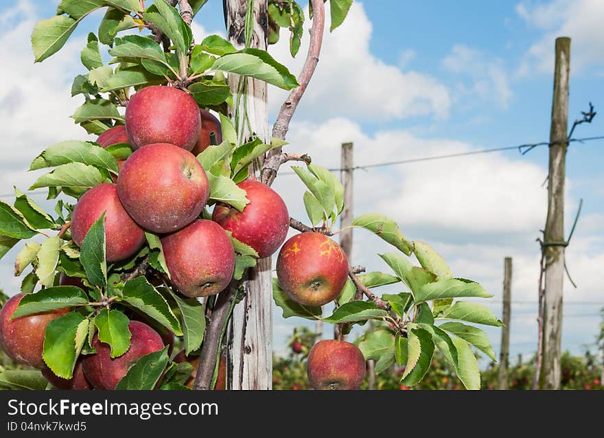 Closeup of tasty apples  ready for harvesting