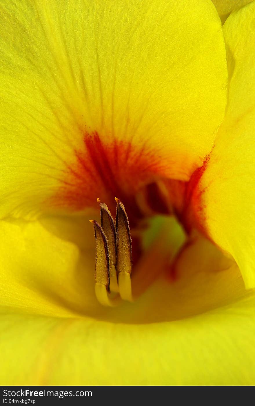 Gladiola flower with shallow depth of field. Gladiola flower with shallow depth of field