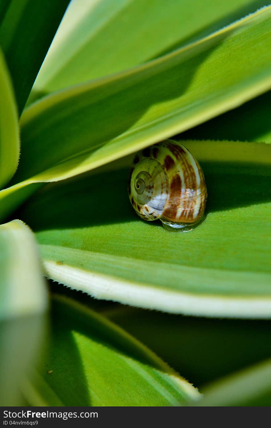 Snail on yuca leaf