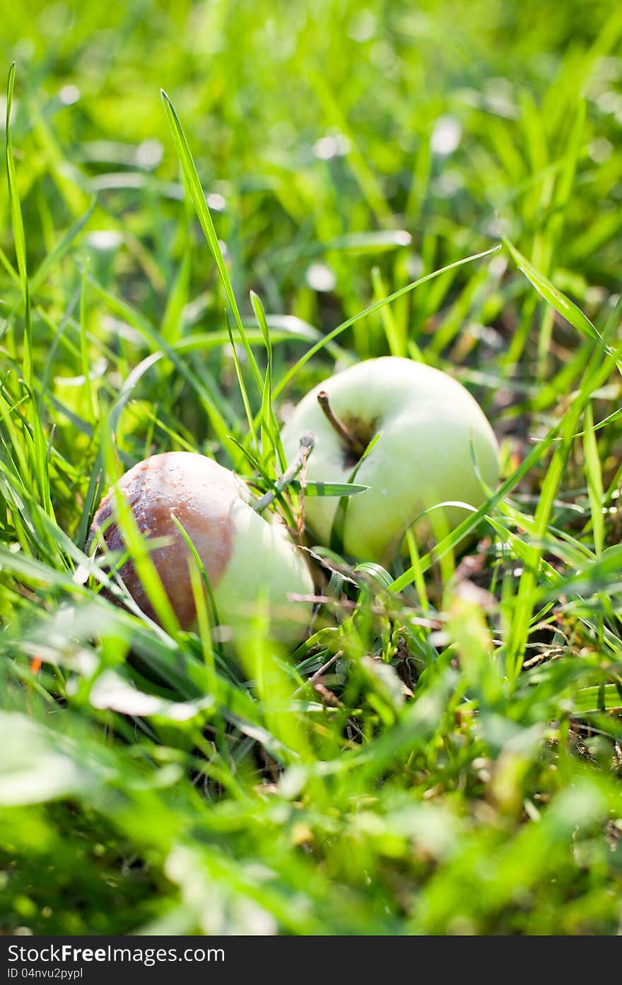 Autumn Fallen Organic Apples With One Rotten Side