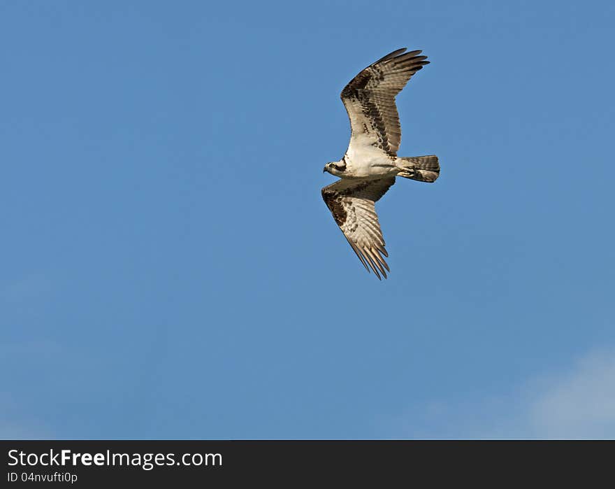 An osprey opens his wings in flight. An osprey opens his wings in flight.