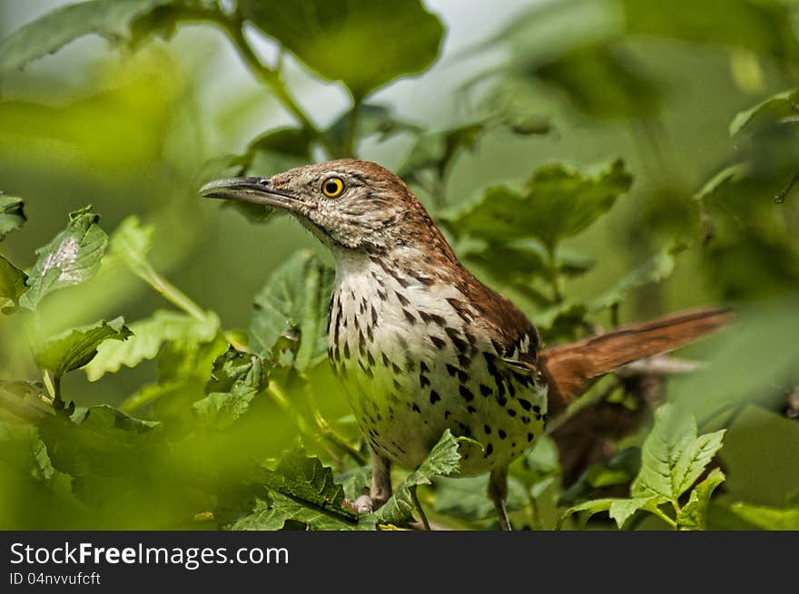 A Thrush Bird Watches From A Bush.