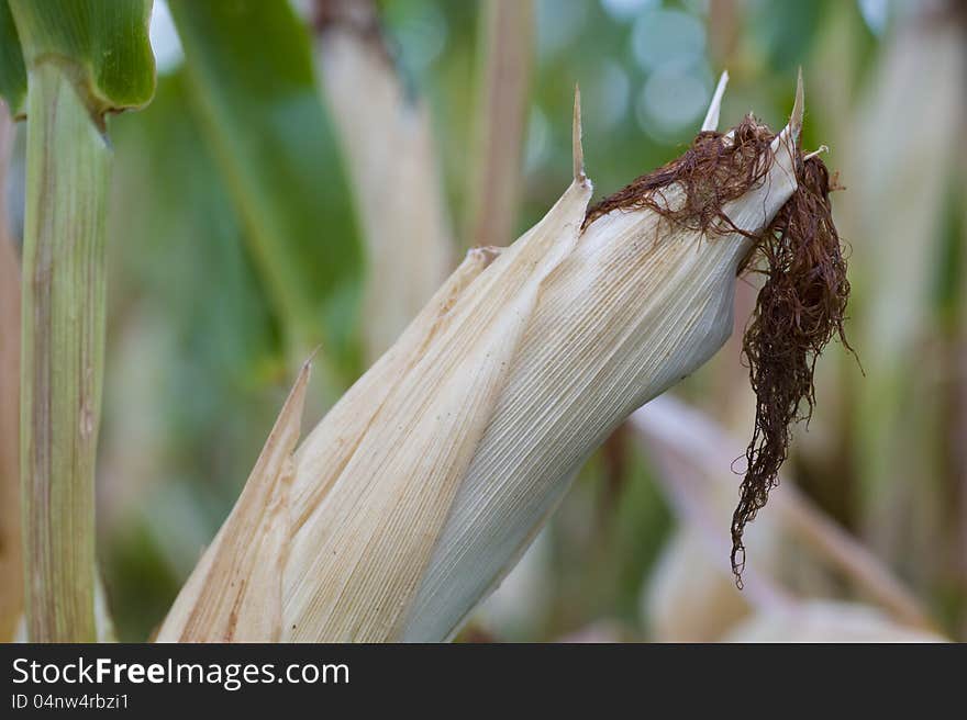 Closeup image of a corn plant as symbol for renewable, alternative energy. Needed for biogass and biomass industries. Closeup image of a corn plant as symbol for renewable, alternative energy. Needed for biogass and biomass industries.