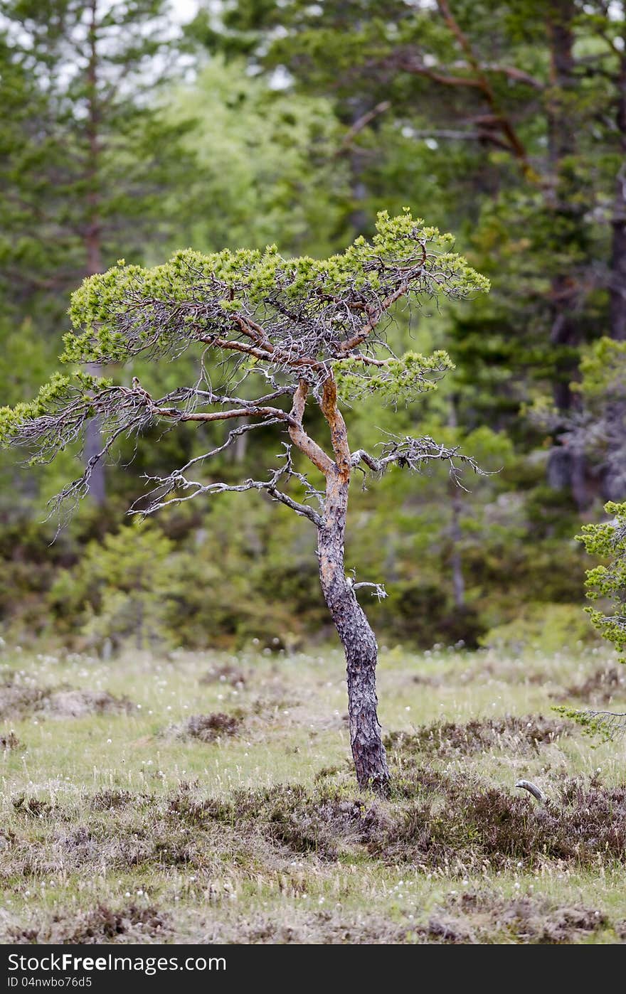 A nice tree in swamp