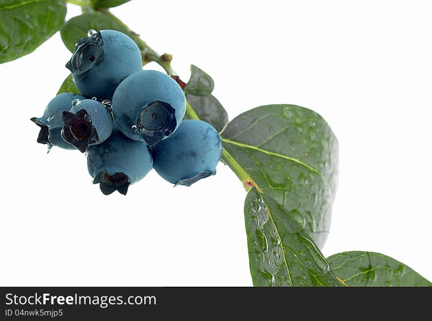 Groups of blueberries on white background. Groups of blueberries on white background