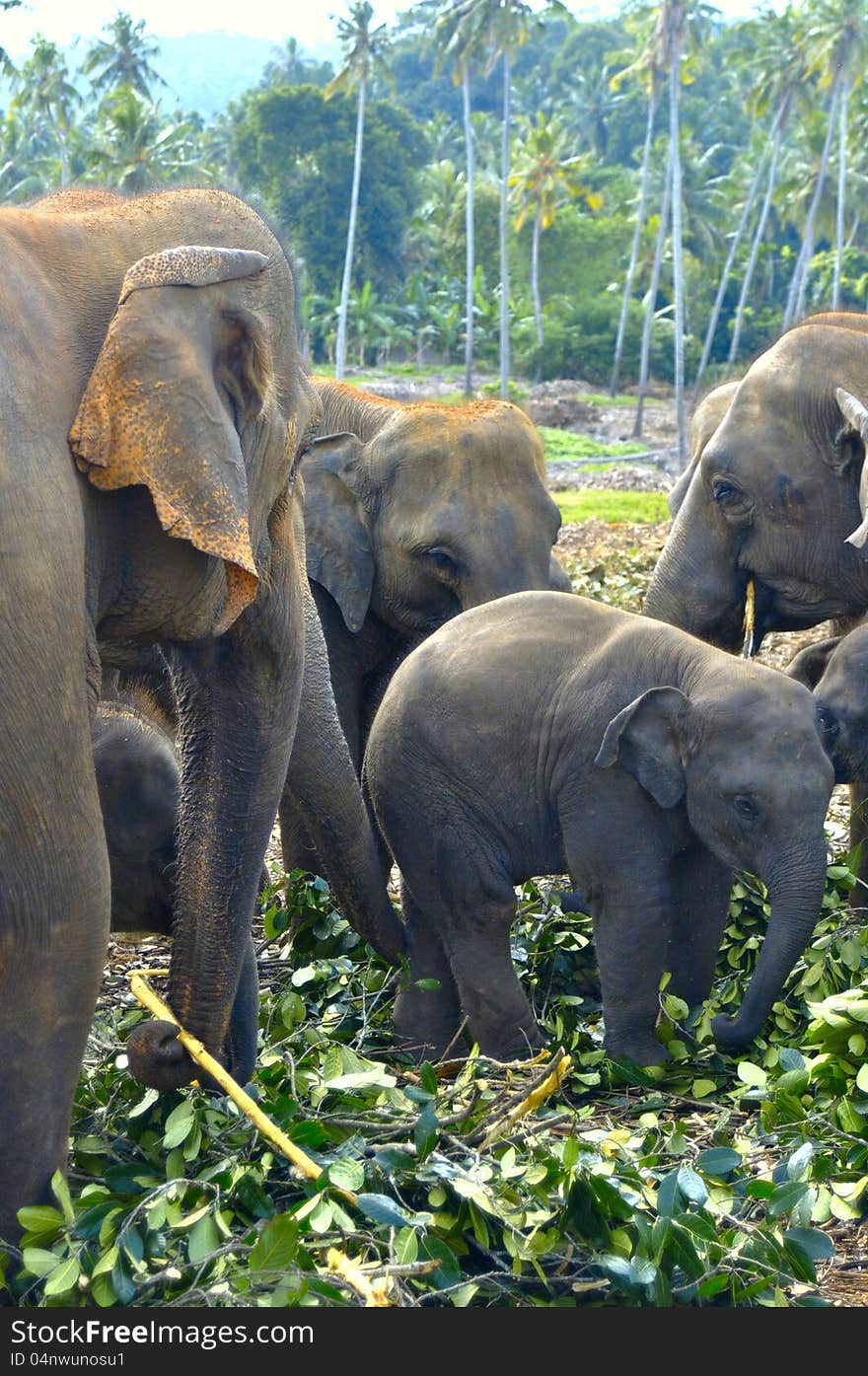 Family of elephants