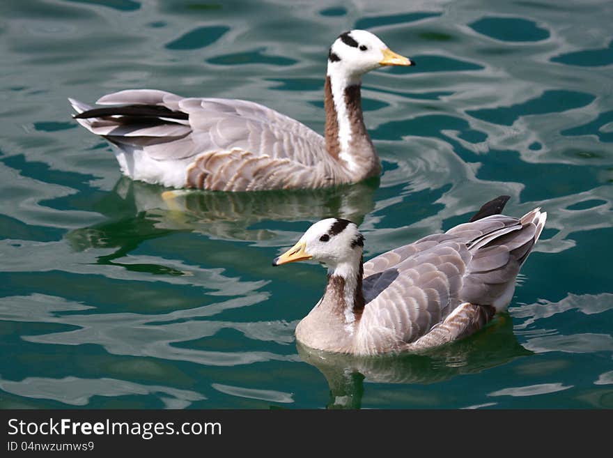 Bar-headed Geese (Anser indicus) that originate from central Asia shown swimming in a pond. They are the highest flying bird in the world and will fly 35,000 feet at 100 mph.