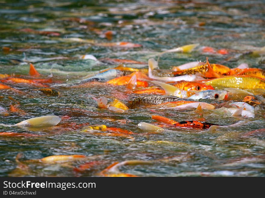 Colorful Japanese Koi fish carp during a feeding frenzy in a pond. Colorful Japanese Koi fish carp during a feeding frenzy in a pond.